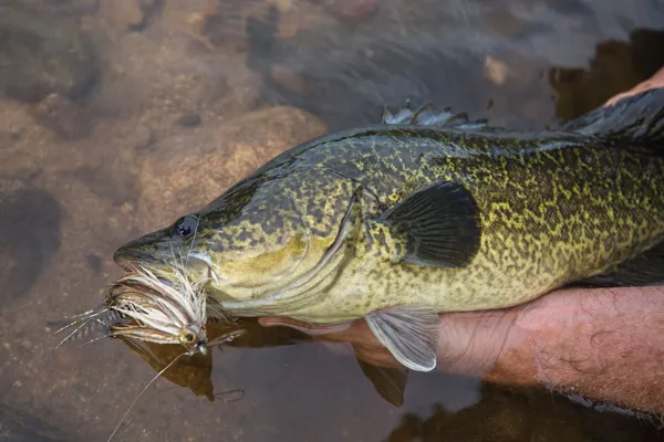 Image of a Murray Cod