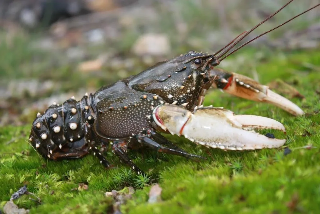 Murray Spiny Crayfish Fishing in Melbourne