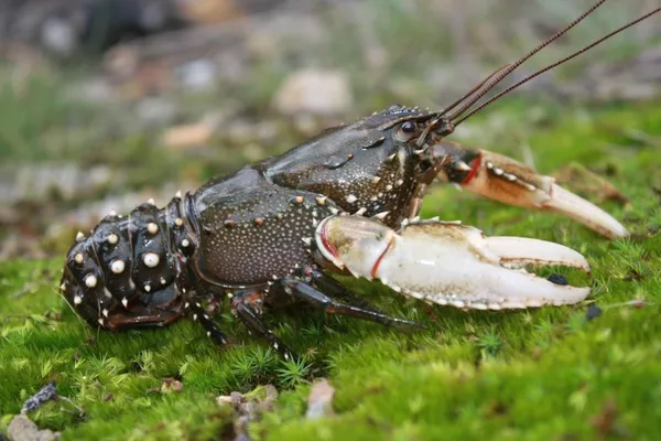 Image of a Murray Spiny Crayfish