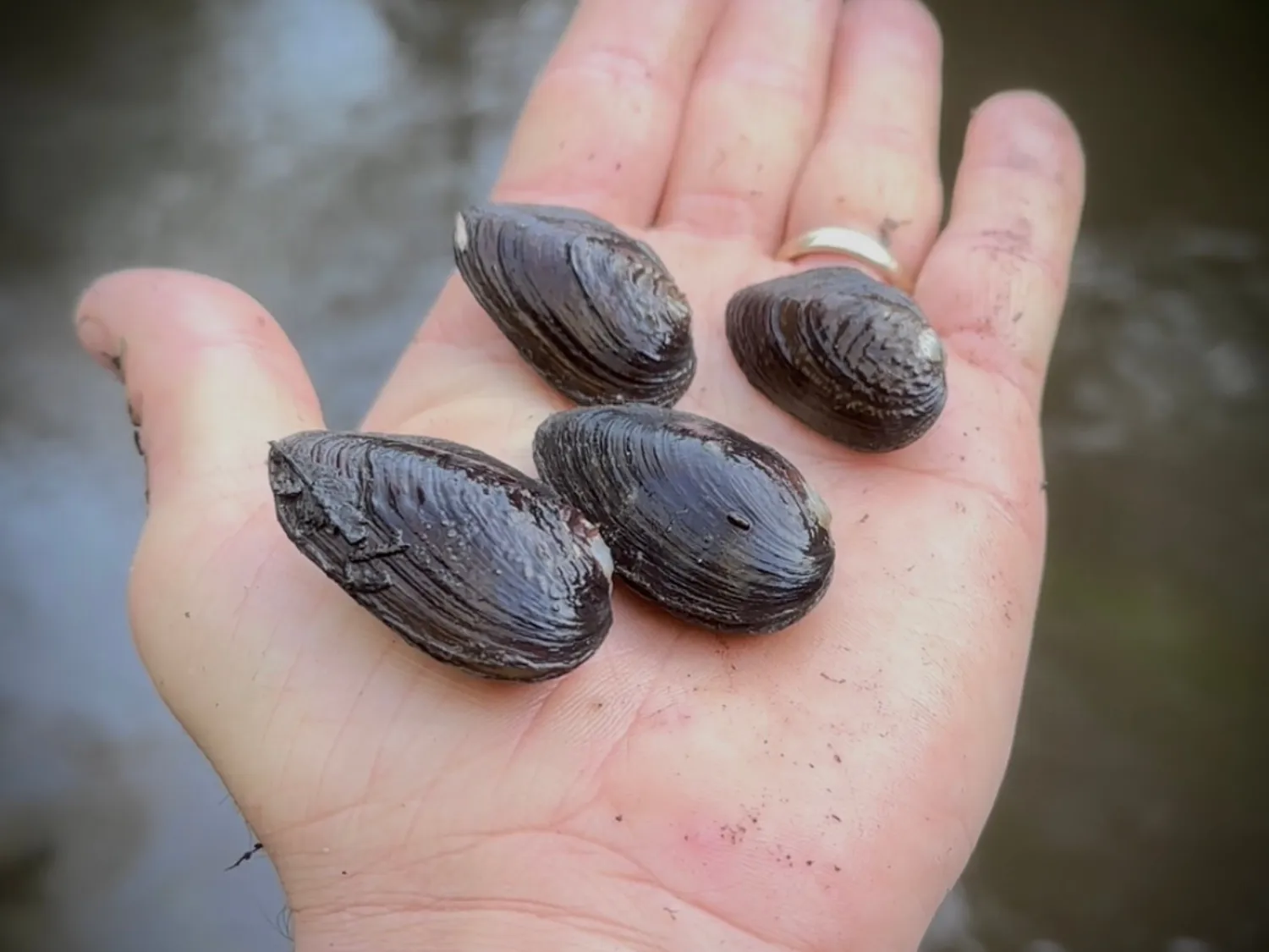 Mussels (All Species Except Glenelg Freshwater Mussel)