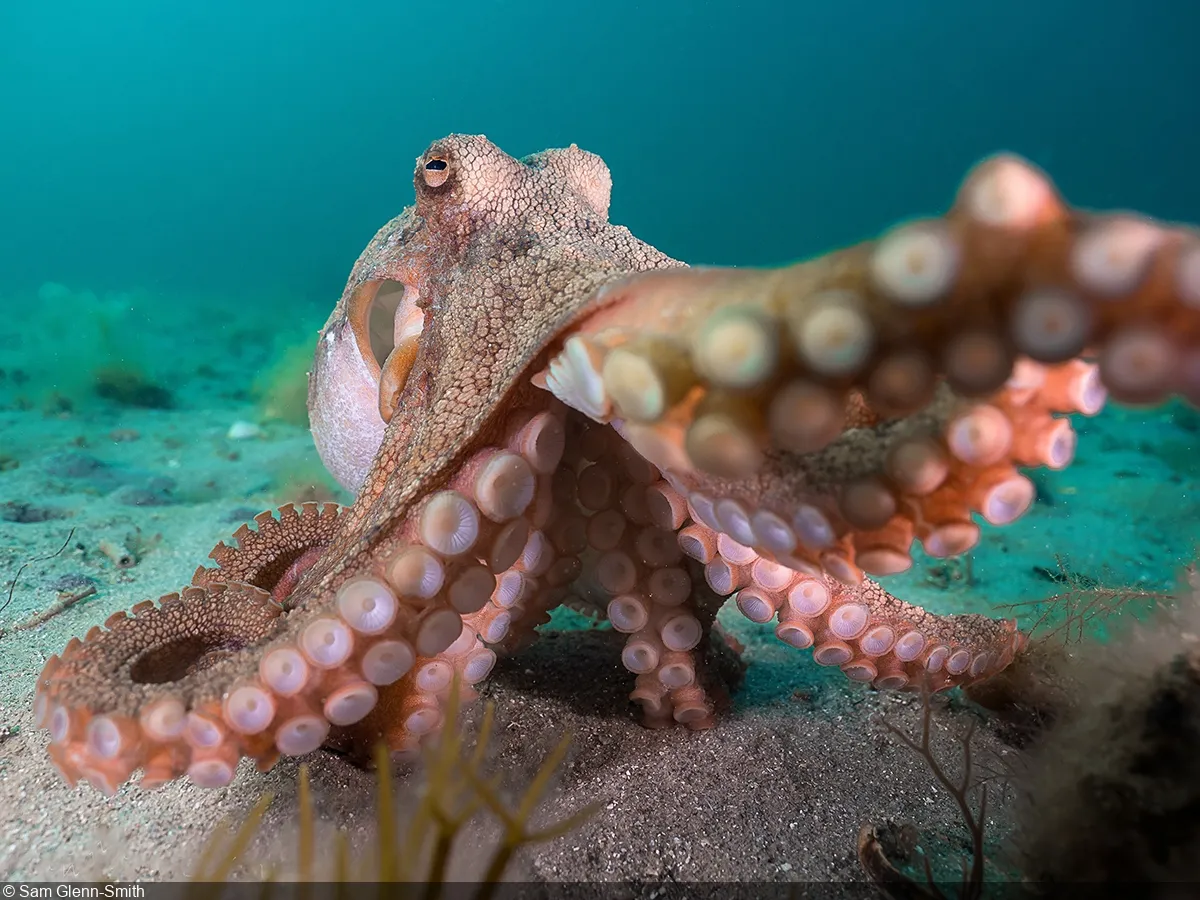 Octopus Fishing in Melbourne