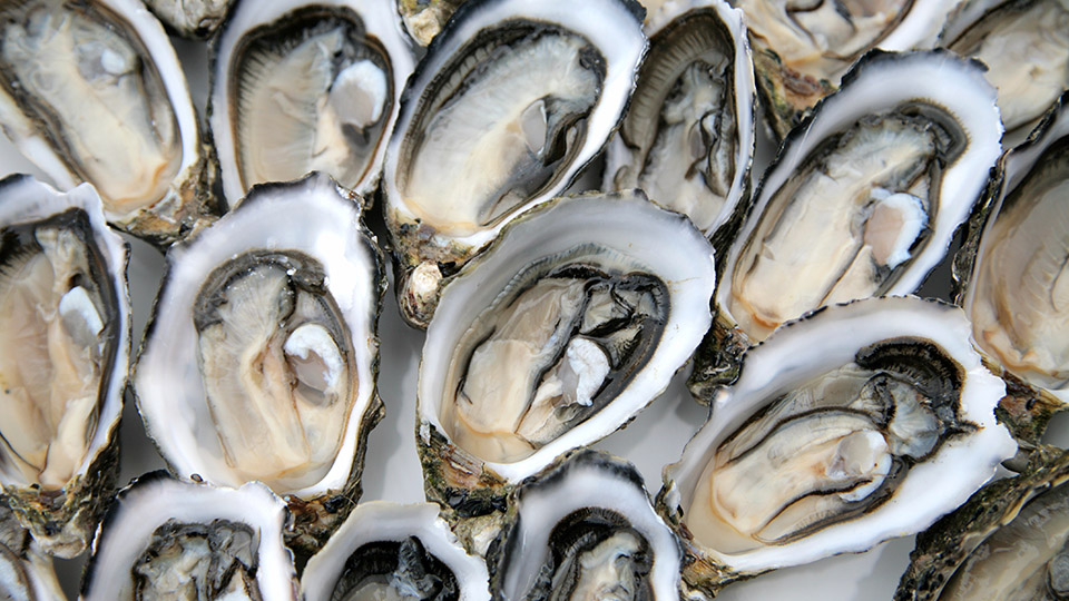 Oysters (All Species)