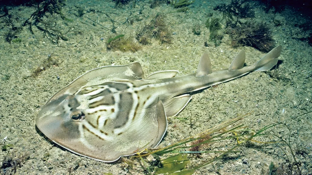 Rays Fishing in Melbourne