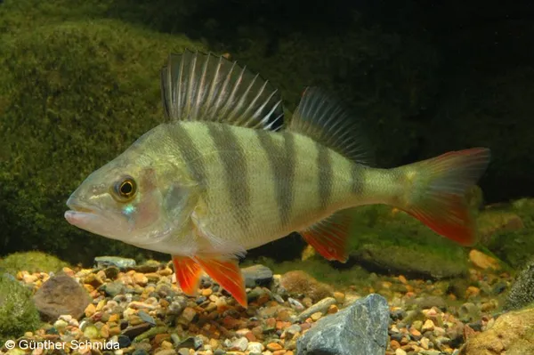 Image of a Redfin