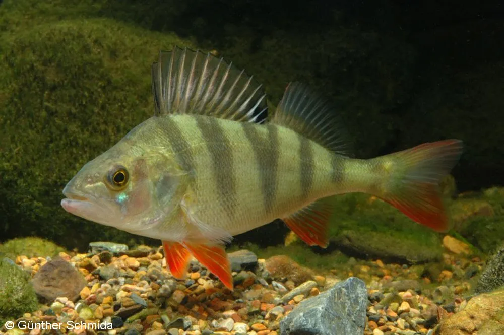 Redfin Fishing in Melbourne