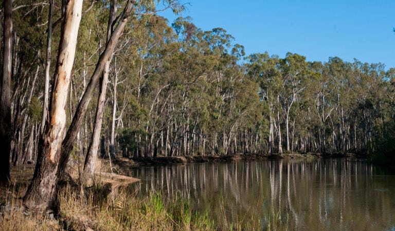 Rice's Bridge Barmah