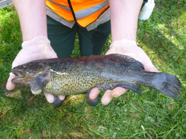 Image of a River Blackfish