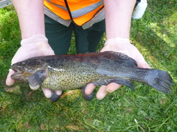 River Blackfish Fishing in Melbourne