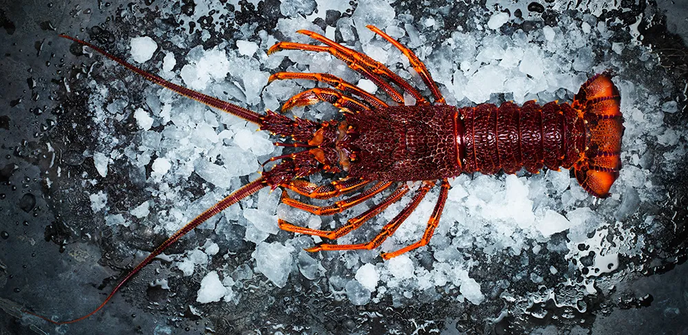 Rock Lobster Fishing in Melbourne