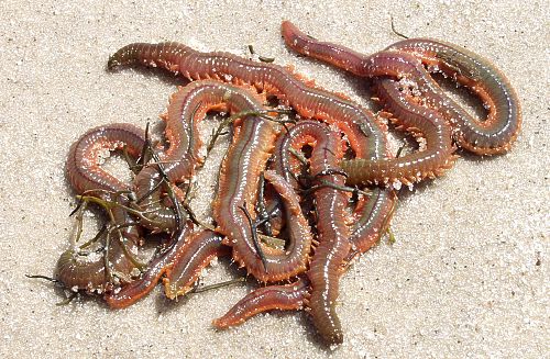 Sandworms And Marine Worms