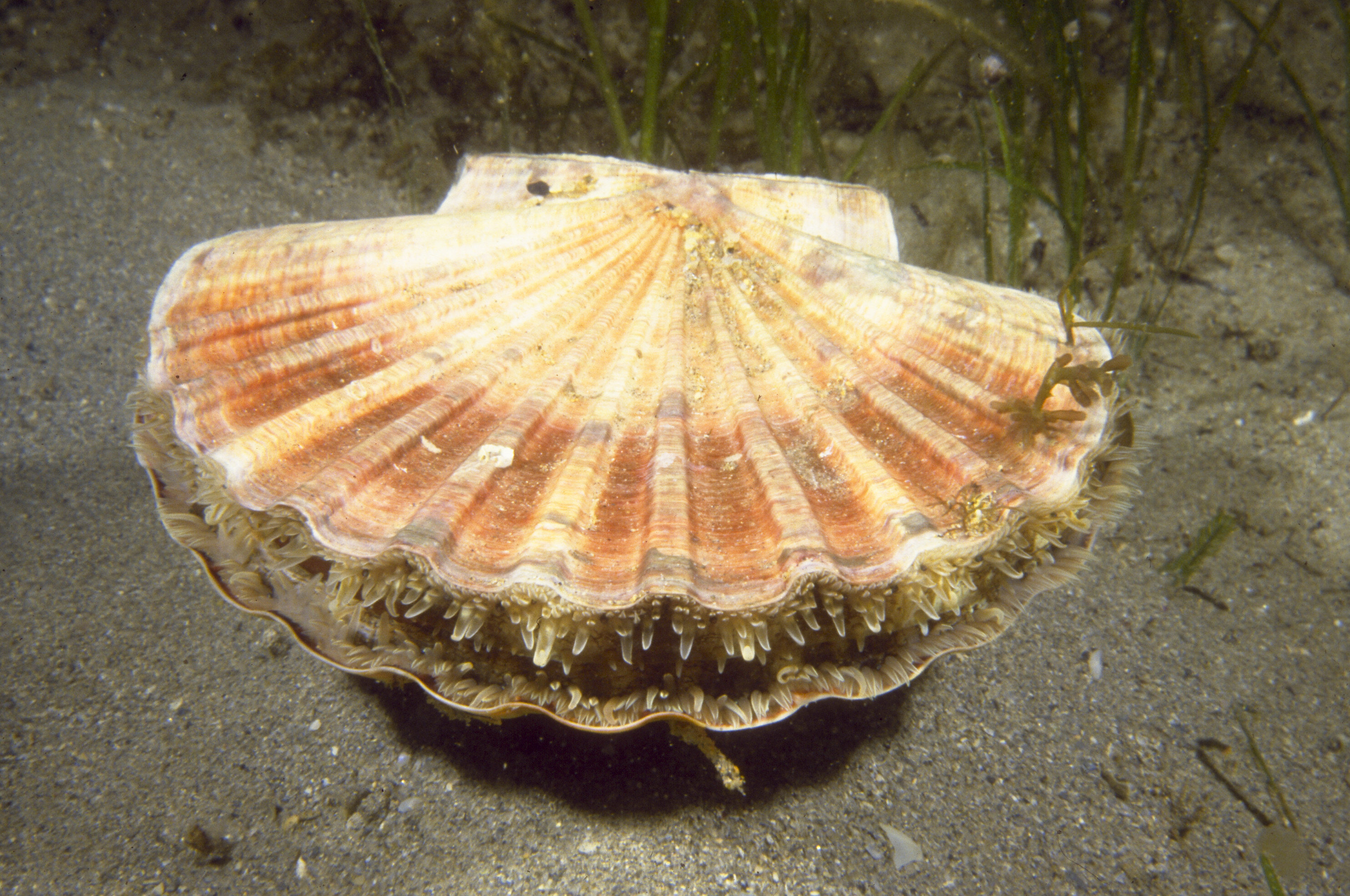 Scallop (Pecten Fumatus)