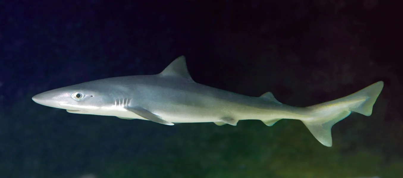 School Shark Fishing in Melbourne