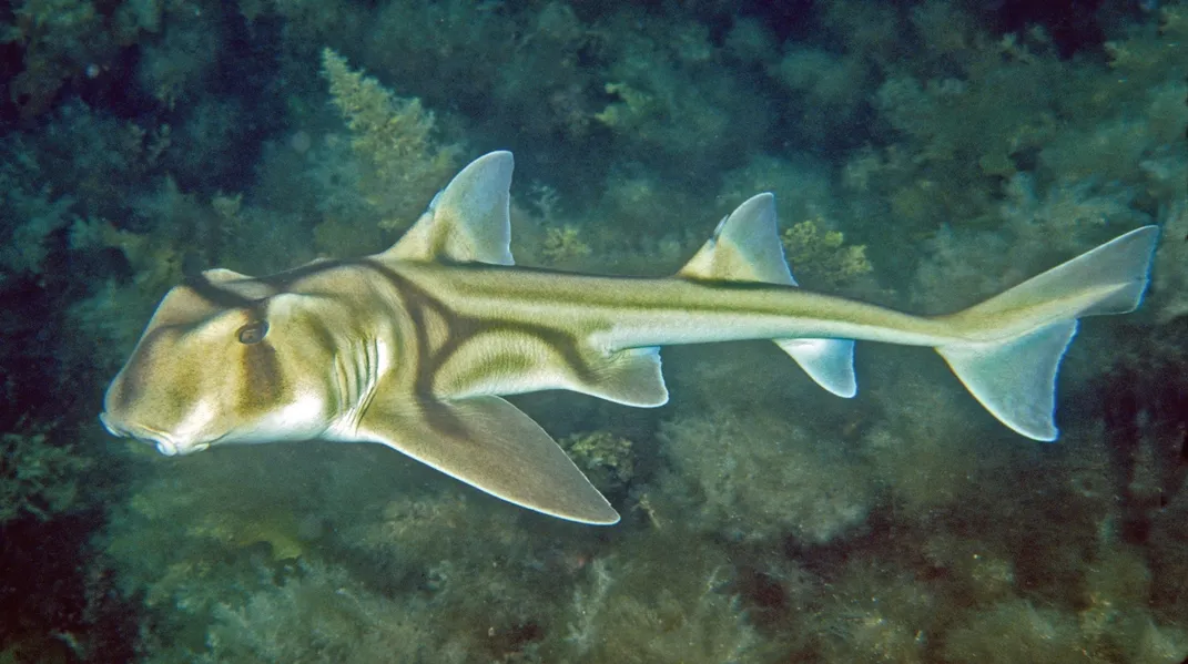 Shark (Various Species) Fishing in Melbourne