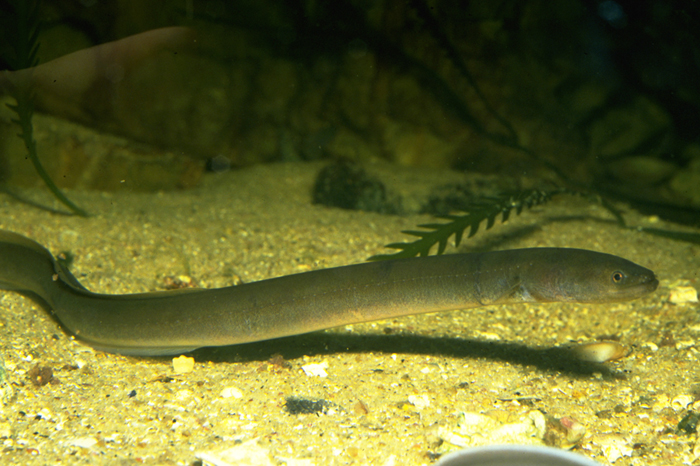 Short-Finned Eel