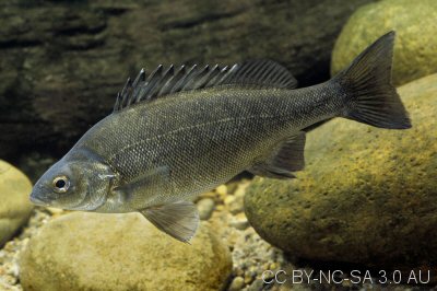 Silver Perch