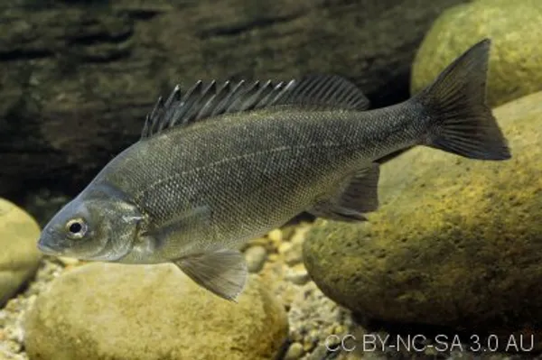 Image of a Silver Perch