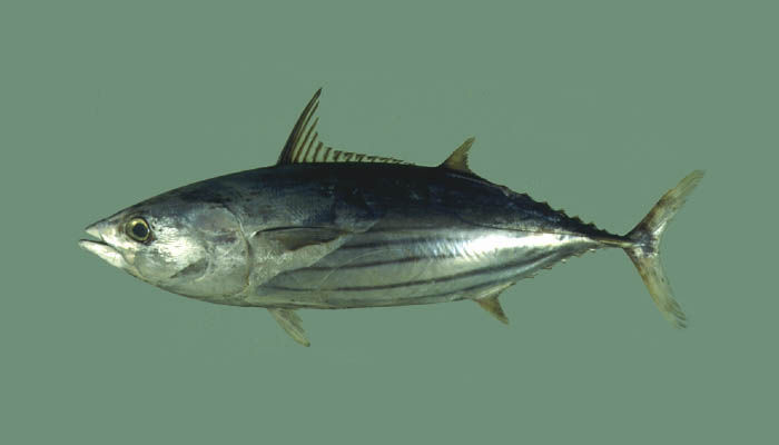 Skipjack Tuna