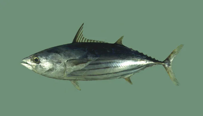 Skipjack Tuna Fishing in Melbourne