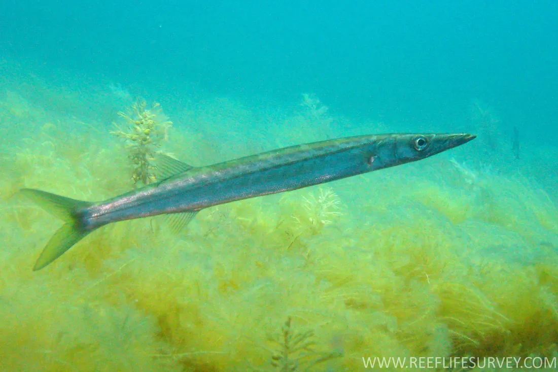 Snook Fishing in Melbourne