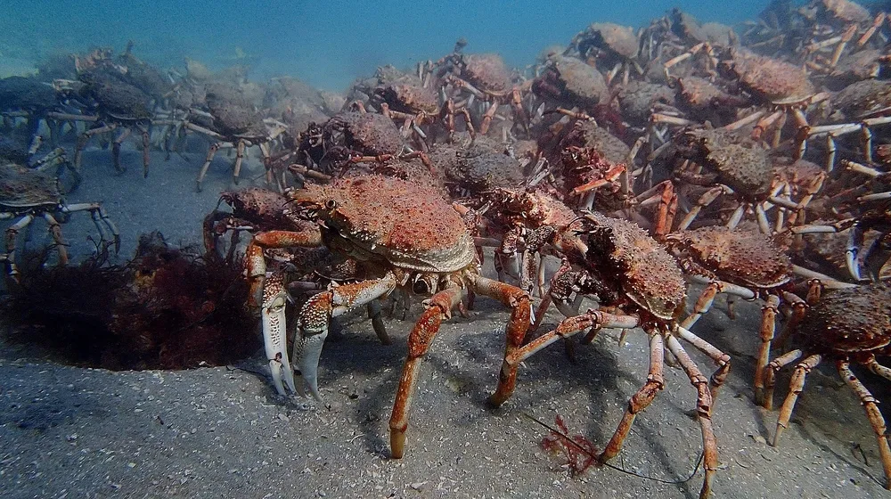 Spider Crab And Giant Spider Crab