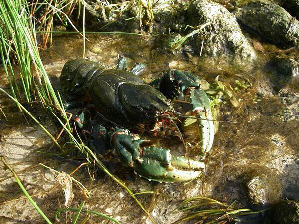 Spiny Freshwater Crayfish