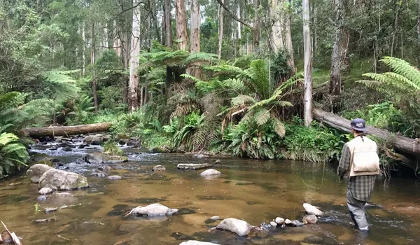 Image of Tanjil River