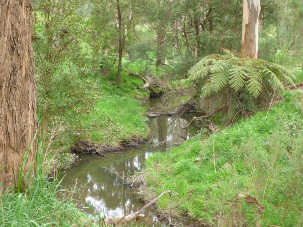 Tarwin River - West Branch