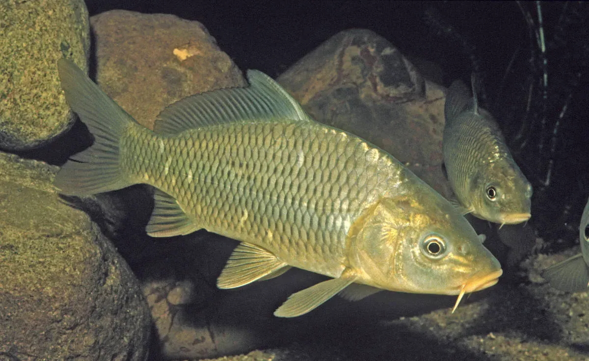 Tench Fishing in Melbourne