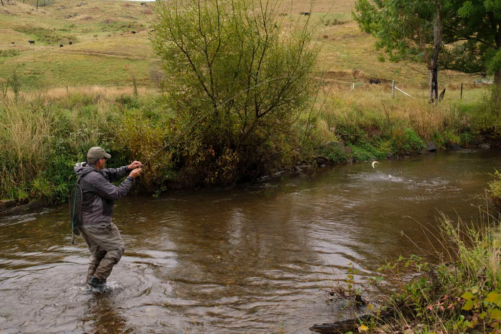 Thowgla Creek Fishing Guide