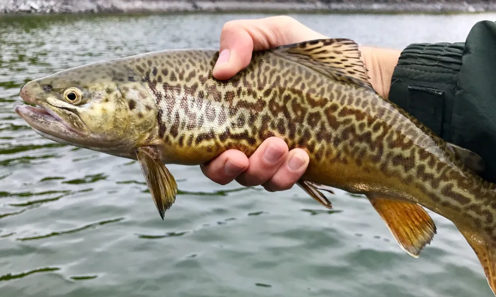 Tiger Trout Fishing in Melbourne