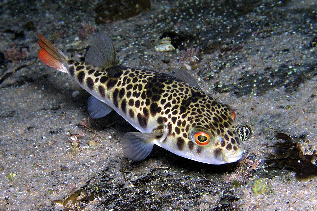 Toadfish/Puffer