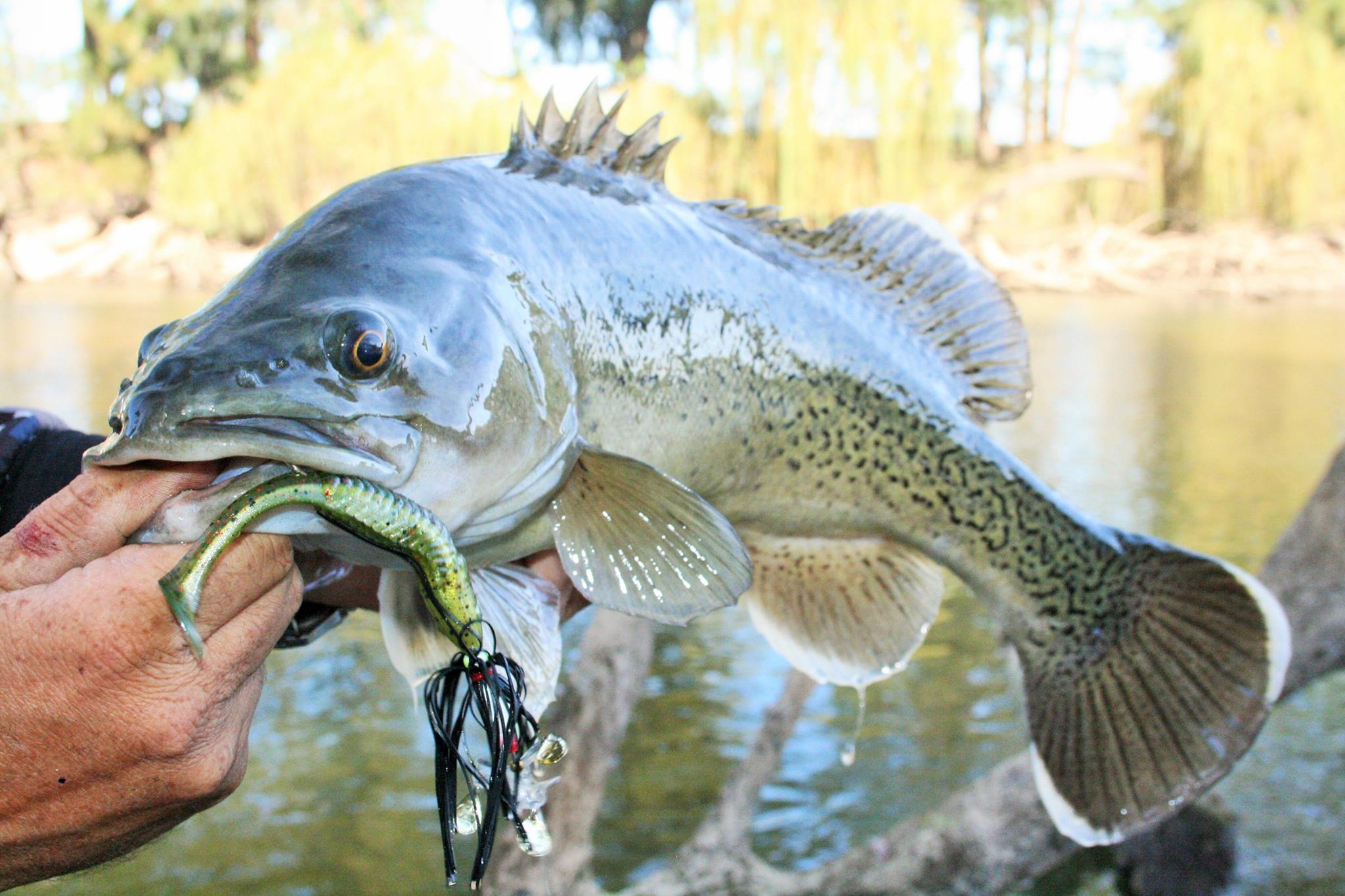 Trout Cod