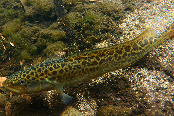 Two-Spine Blackfish (Gadopsis Bispinosus)