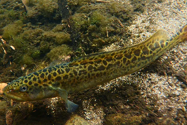 Two-Spine Blackfish (Gadopsis Bispinosus) Fishing in Melbourne