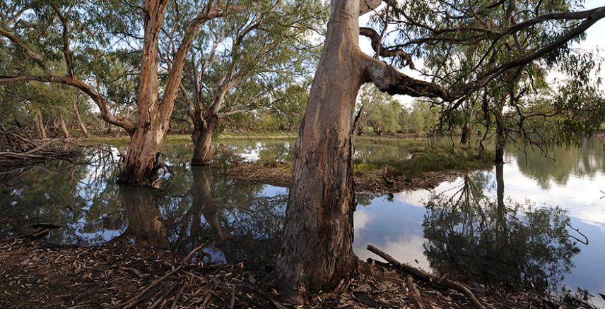 Wallpolla Creek