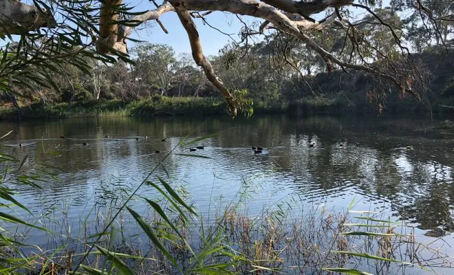 Werribee River Fishing Guide