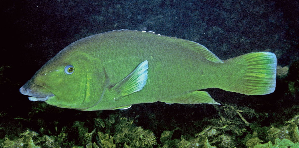 Western Blue Groper