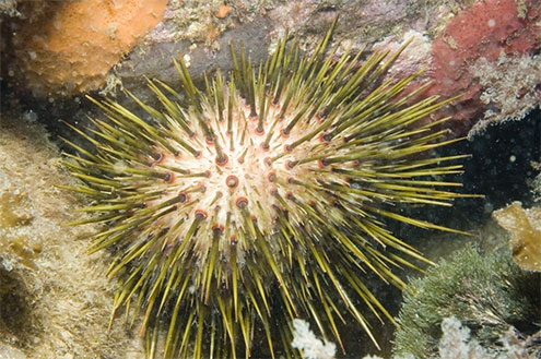 White Sea Urchin