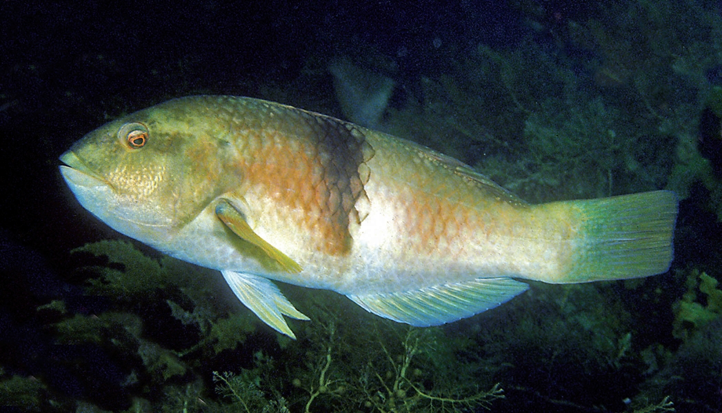 Wrasse (Parrot Fish)