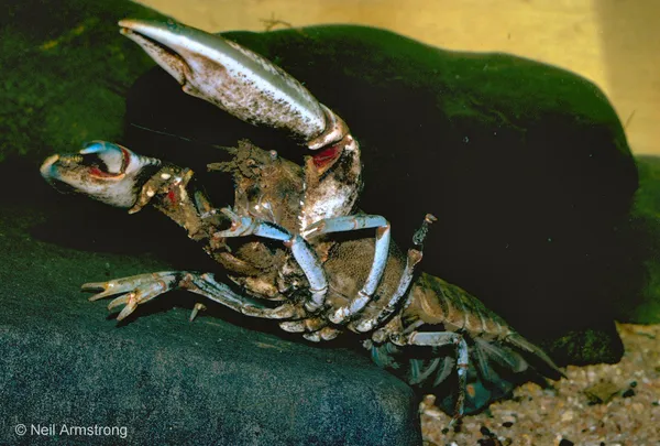 Image of a Yabby