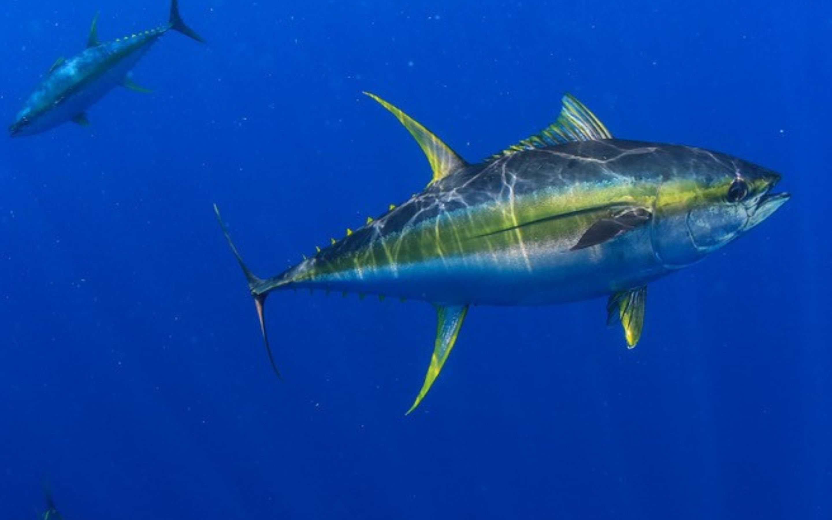 Yellowfin Tuna