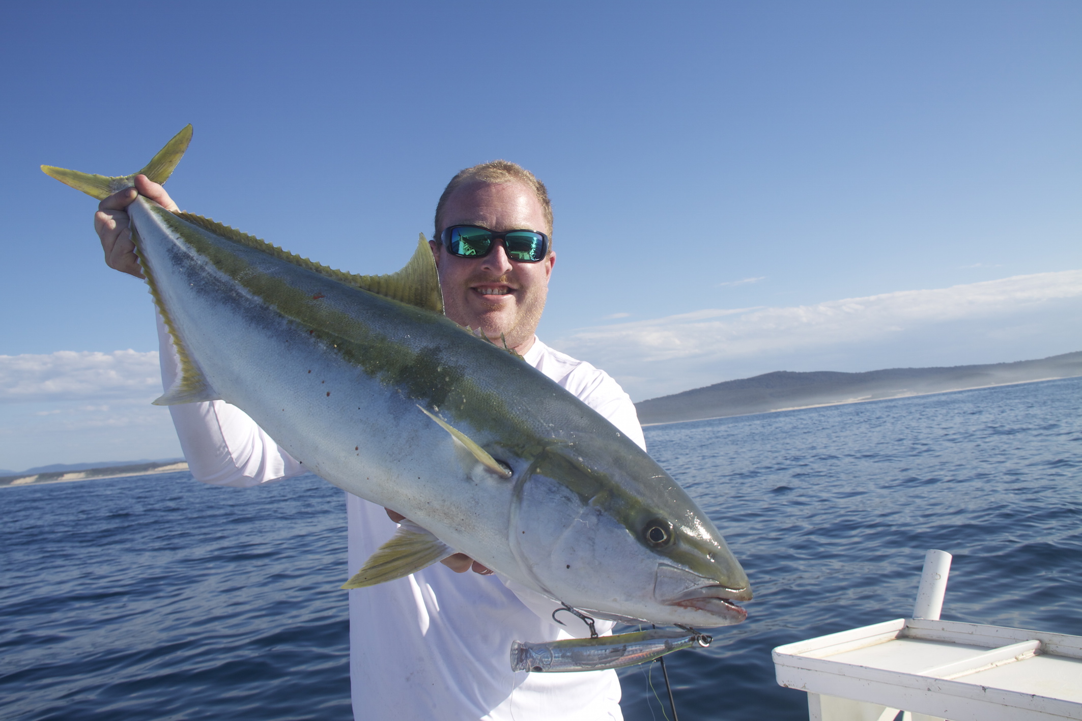 Yellowtail Kingfish