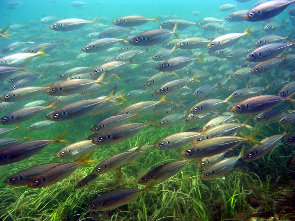 Yellowtail Scad Fishing in Melbourne